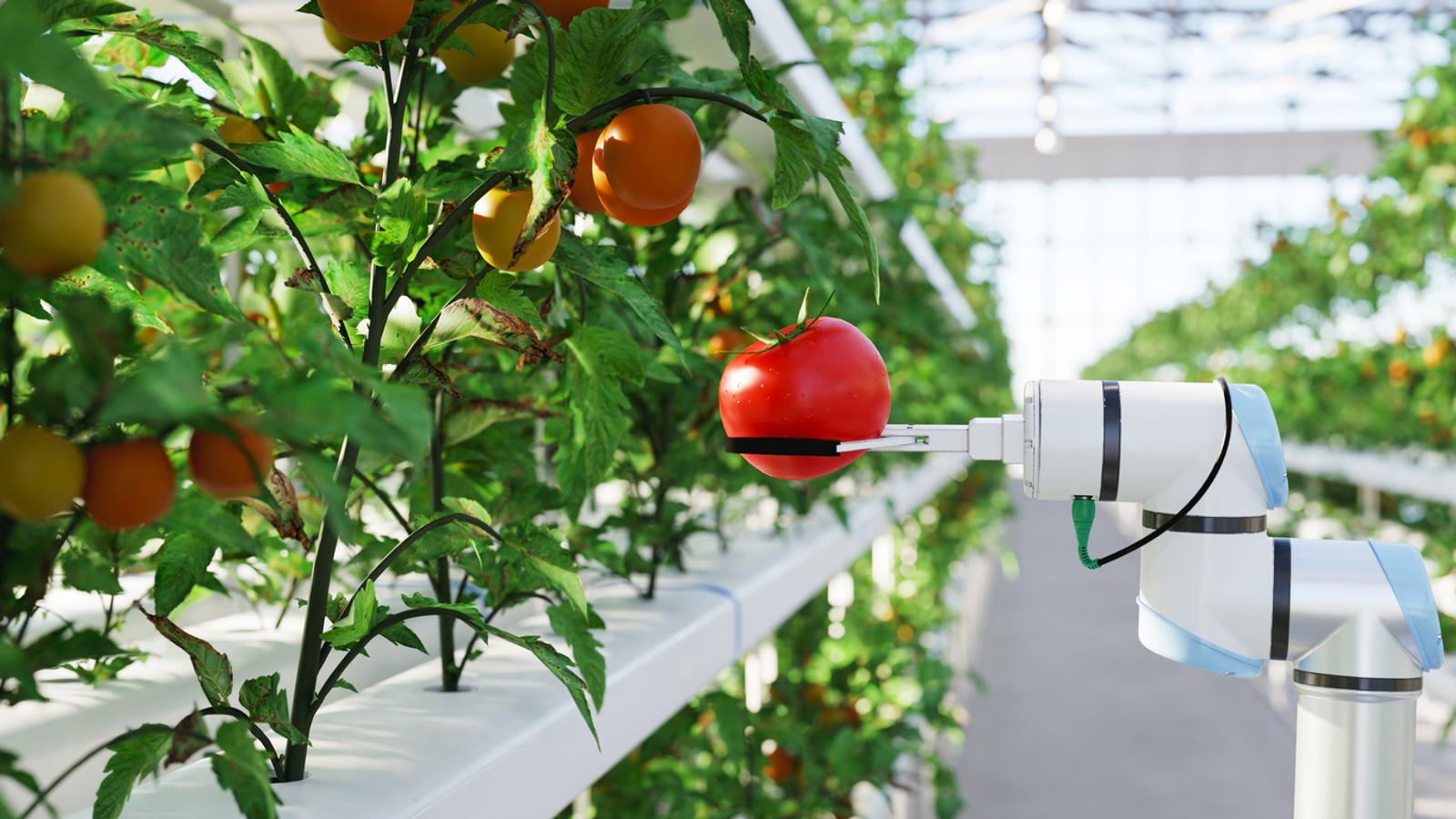 Automated hydroponic farm with a robot arm picking a tomato