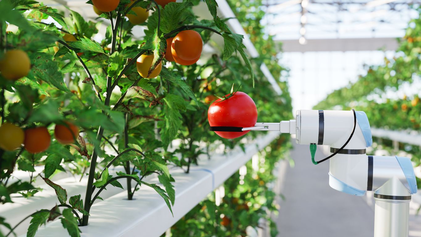Automated hydroponic farm with a robot arm picking a tomato