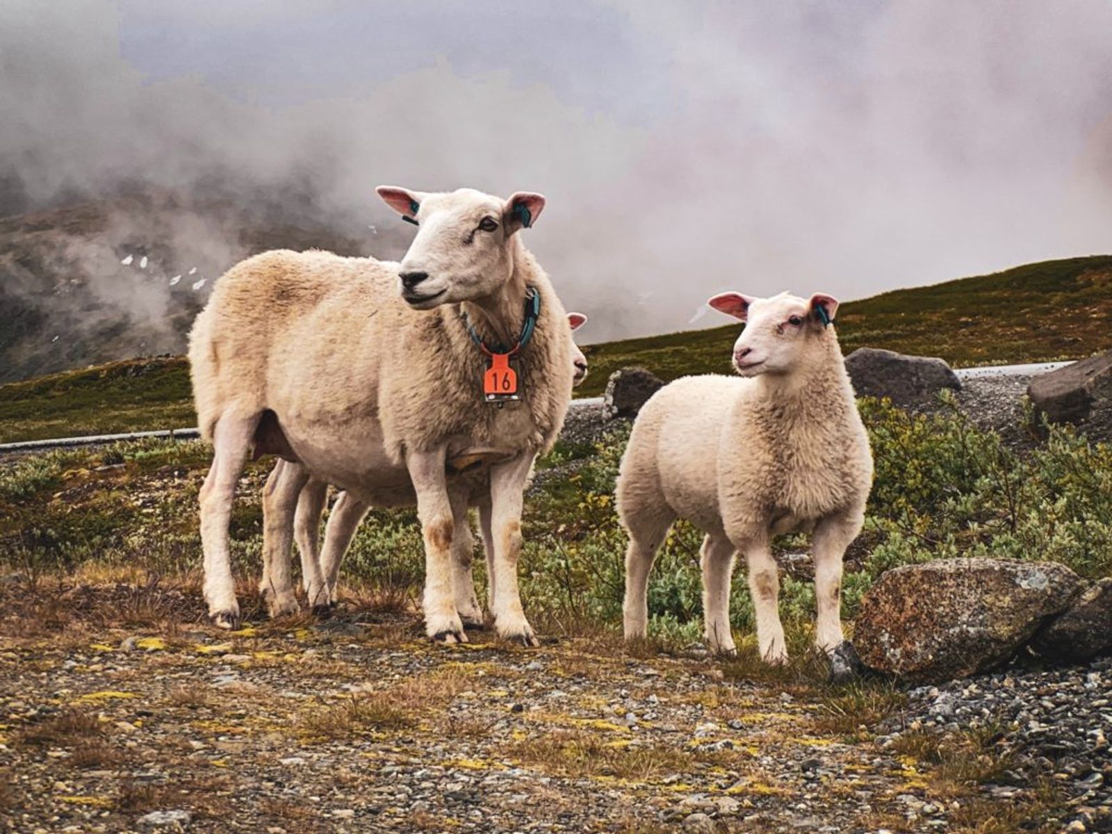Sheep wearing tags