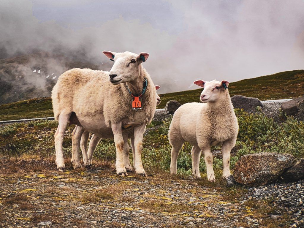 Sheep wearing tags
