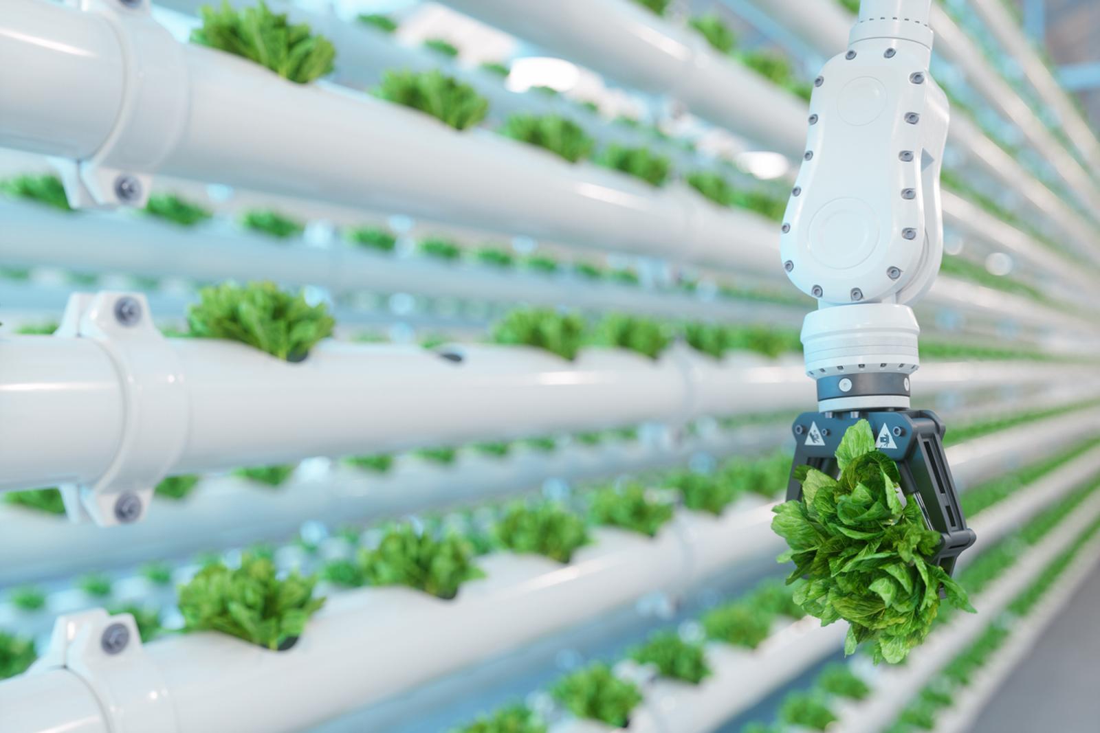 connected robot arm with lettuce