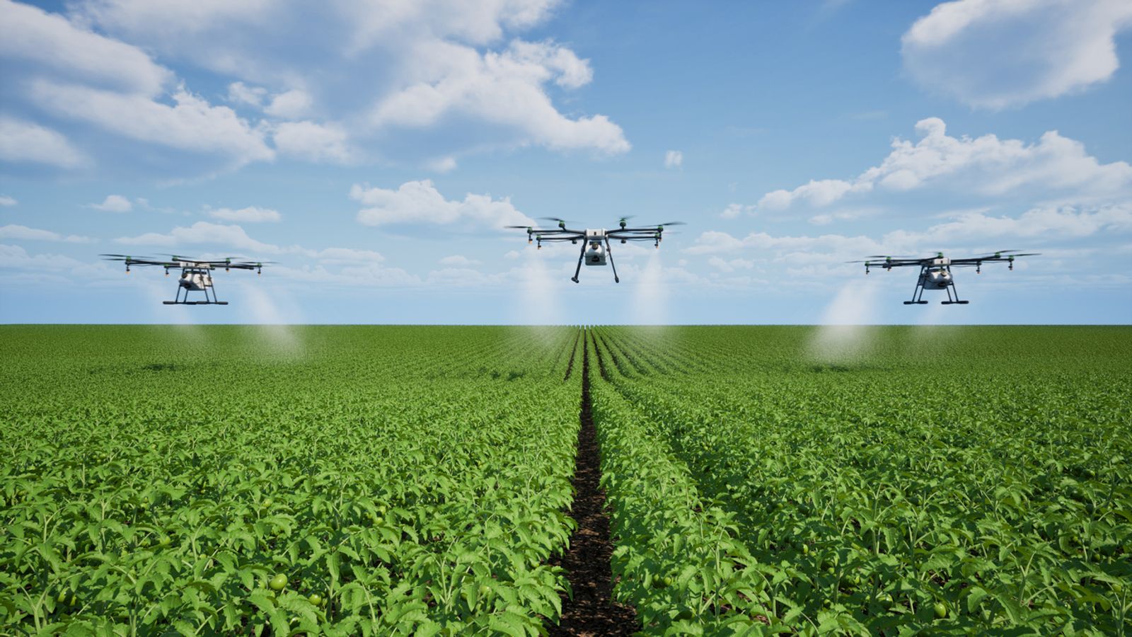Agriculture drone fly to sprayed fertilizer on the tomato fields