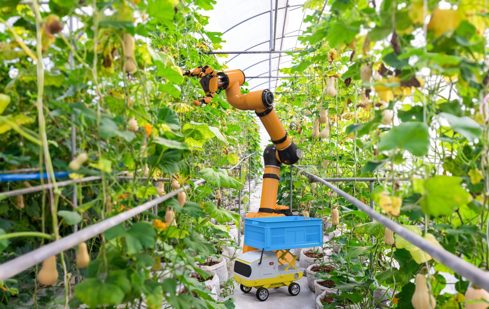Robotic arm harvesting butternut pumpkins