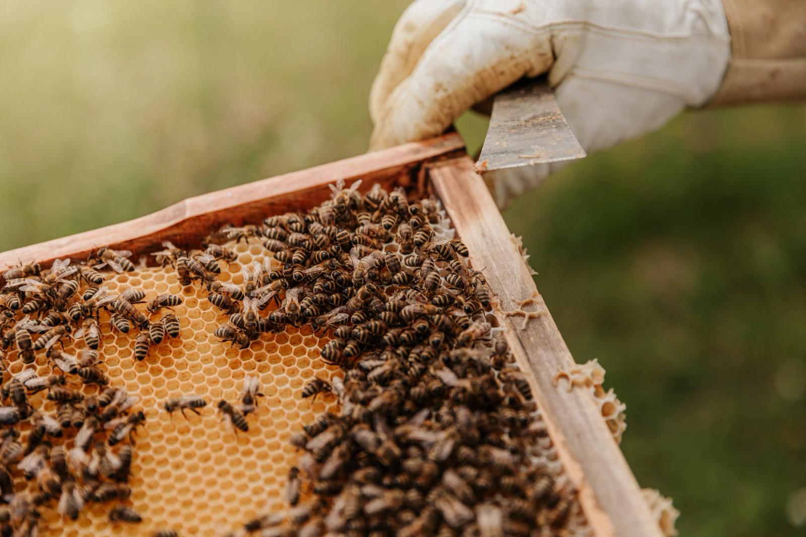 Bees on honey comb