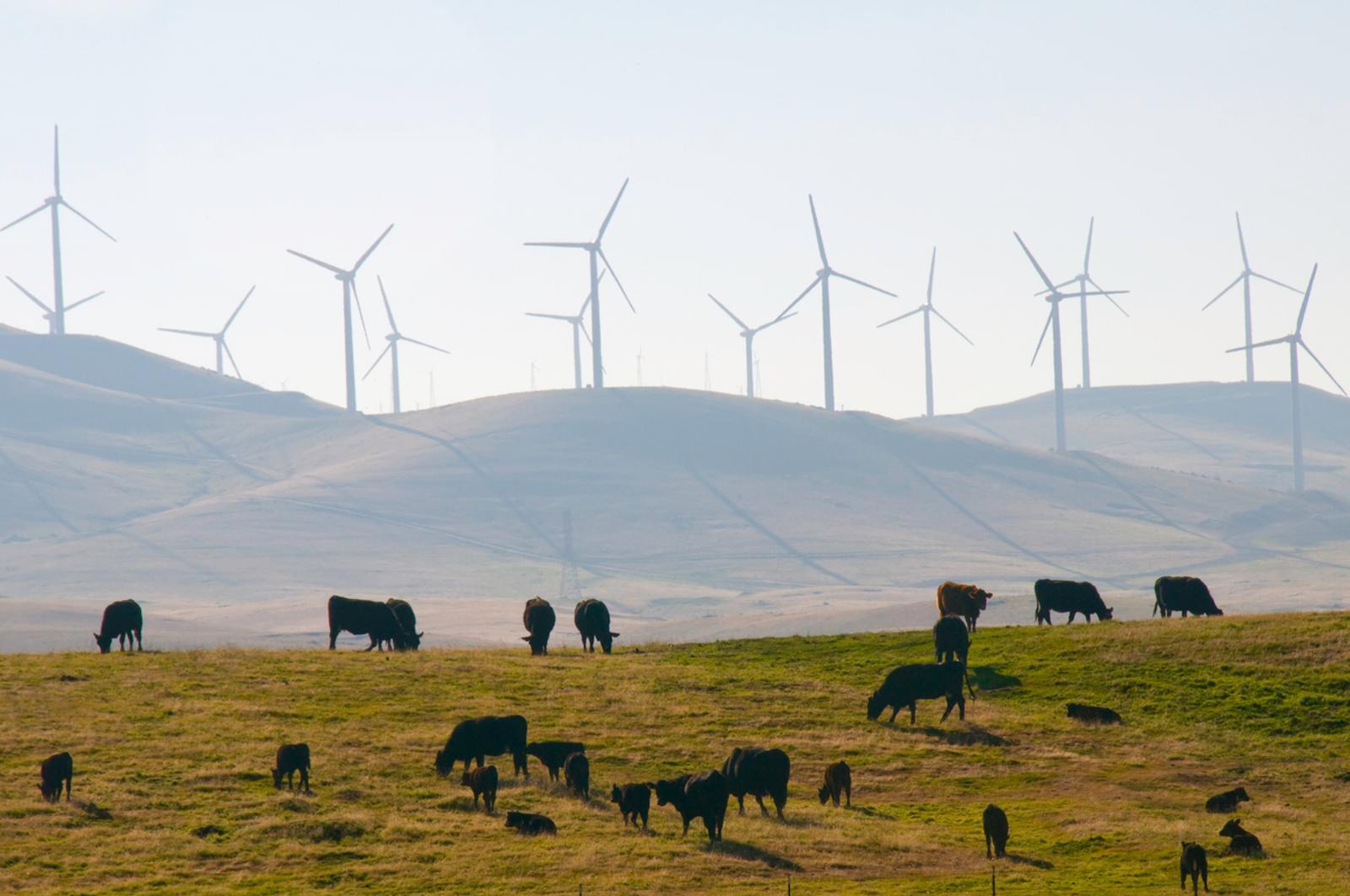 Cattle and wind power in remote field