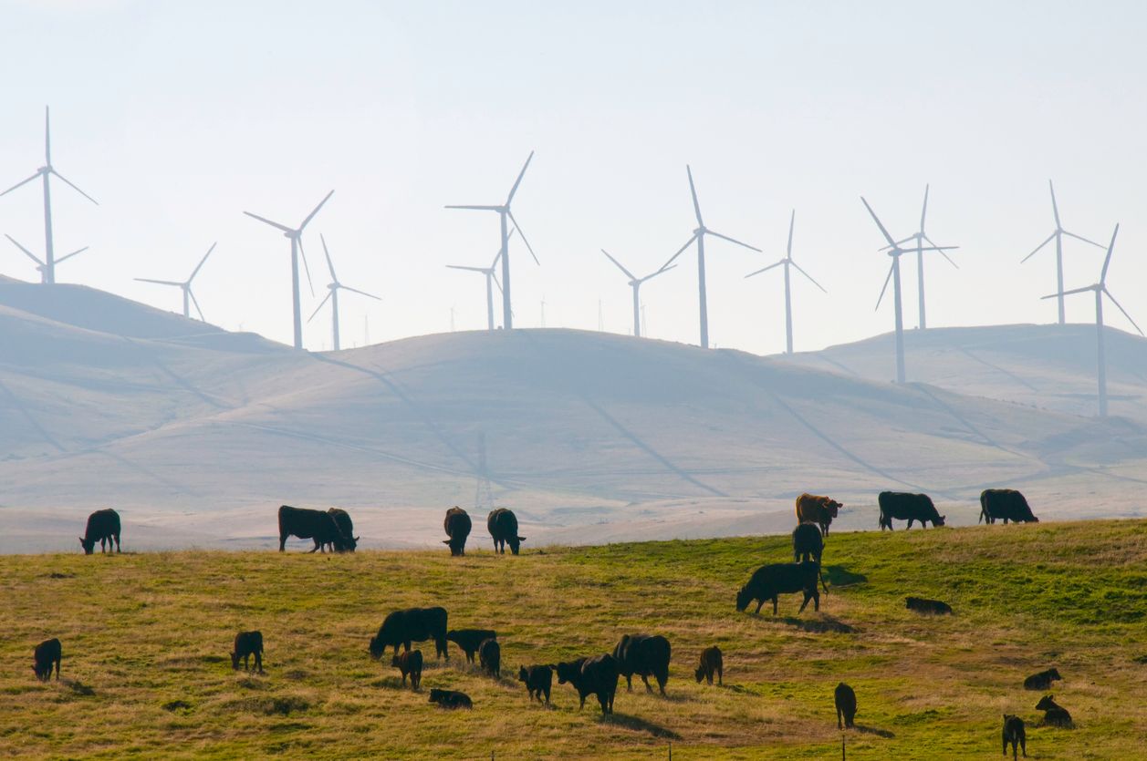 Cattle and wind power in remote field