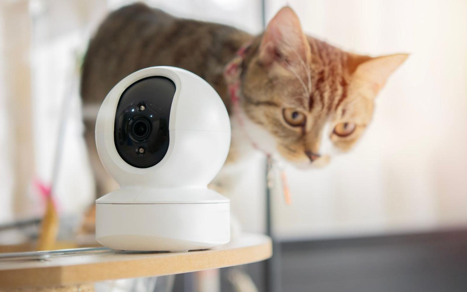 A pet camera with a cat standing behind it