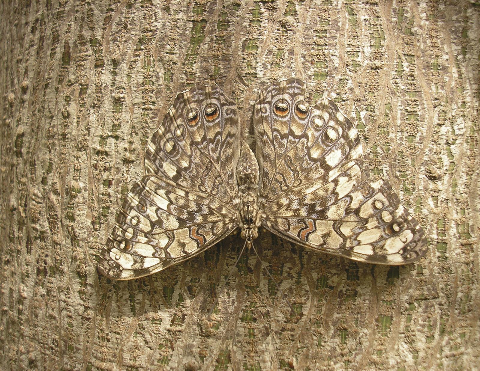 butterfly camouflagued on tree bark 
