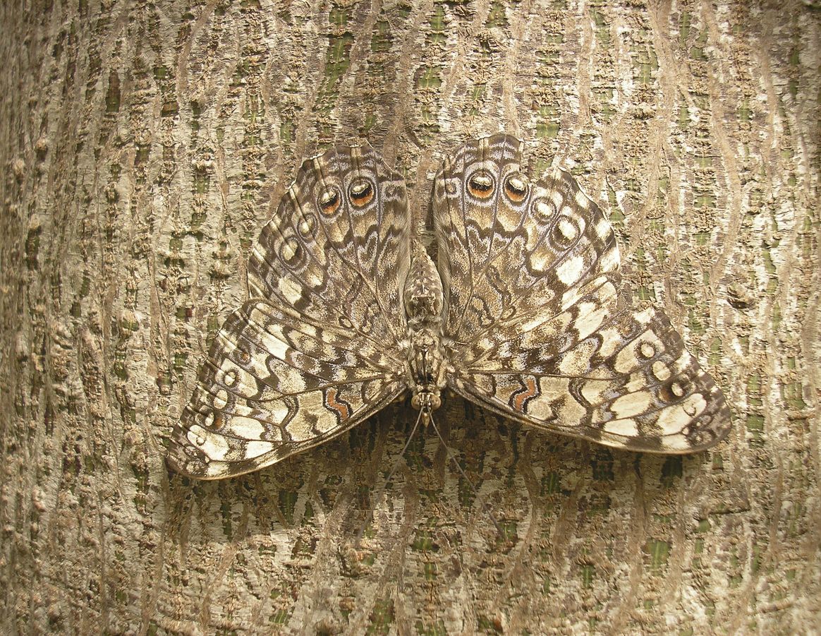 moth camouflaged on tree