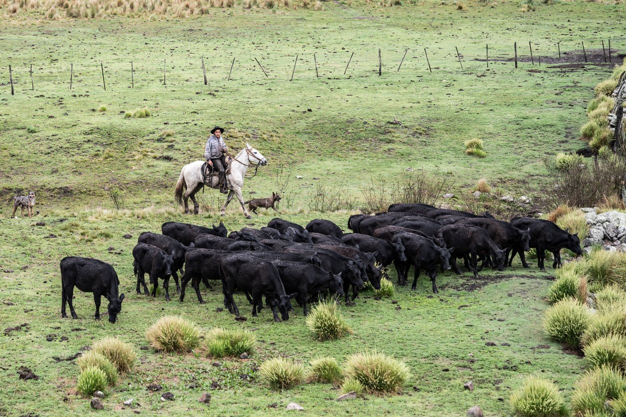 Angus cattle in grassy area of Argentine estancia