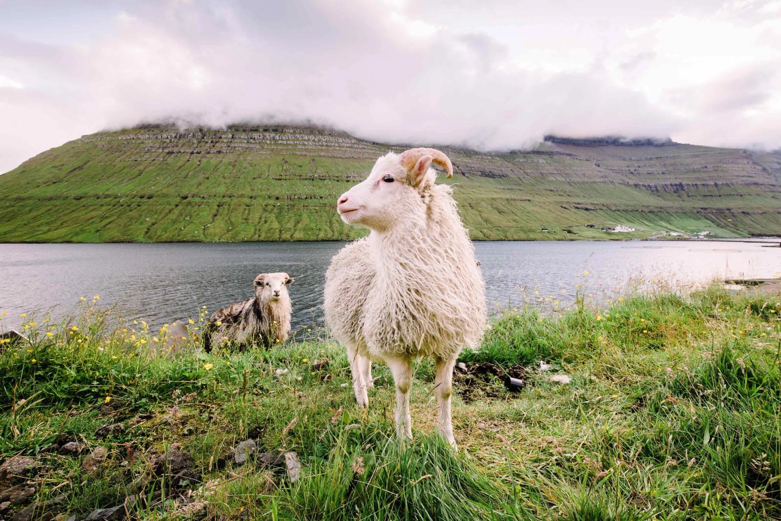 sheep on green mountain