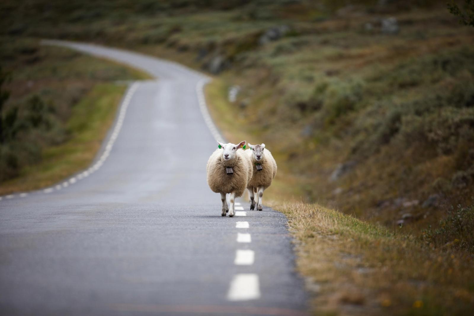 Front view of sheep in Rjukan, Norway