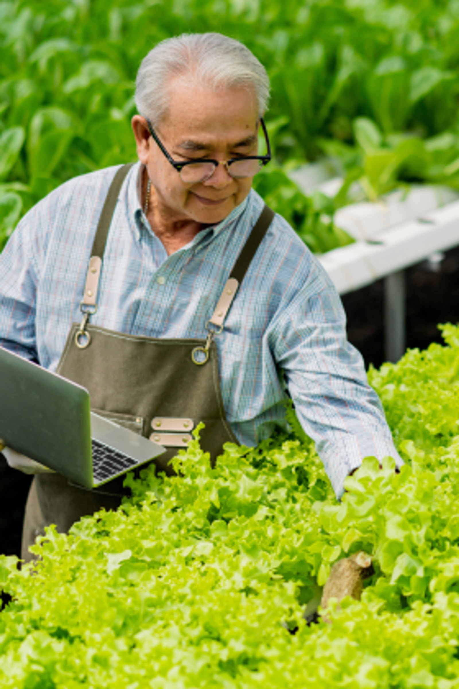 Farmer holding a laptop inspects plants in a greenhouse