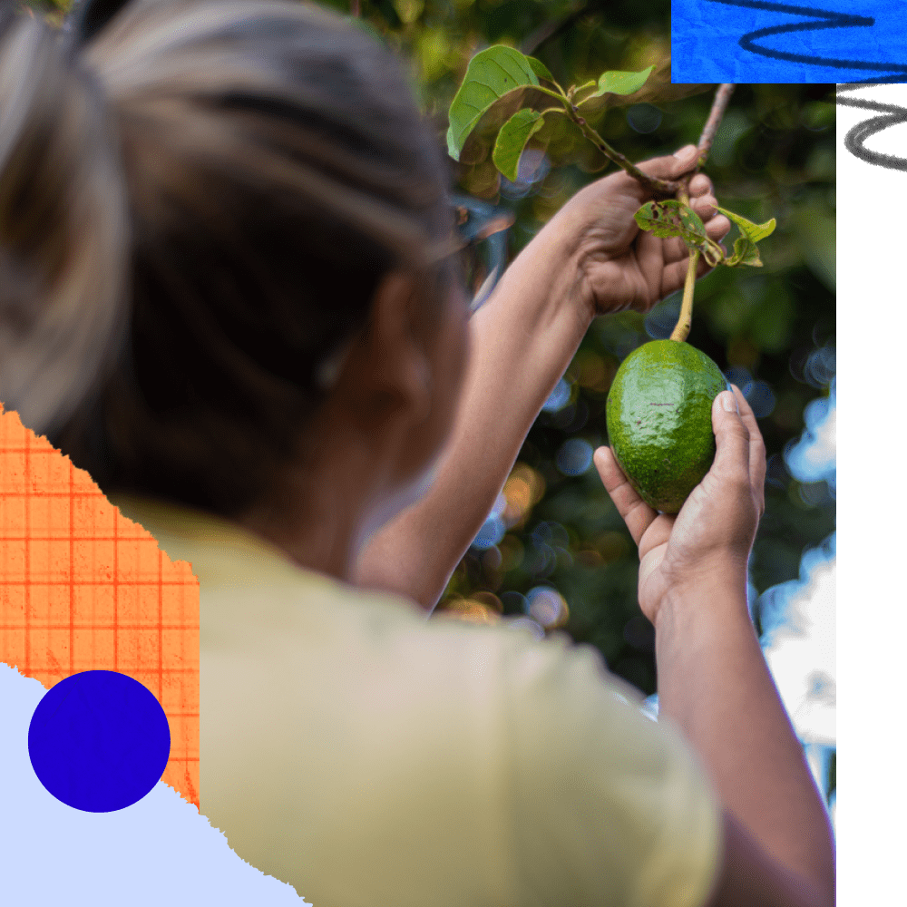 Person picking a fresh lime from tree