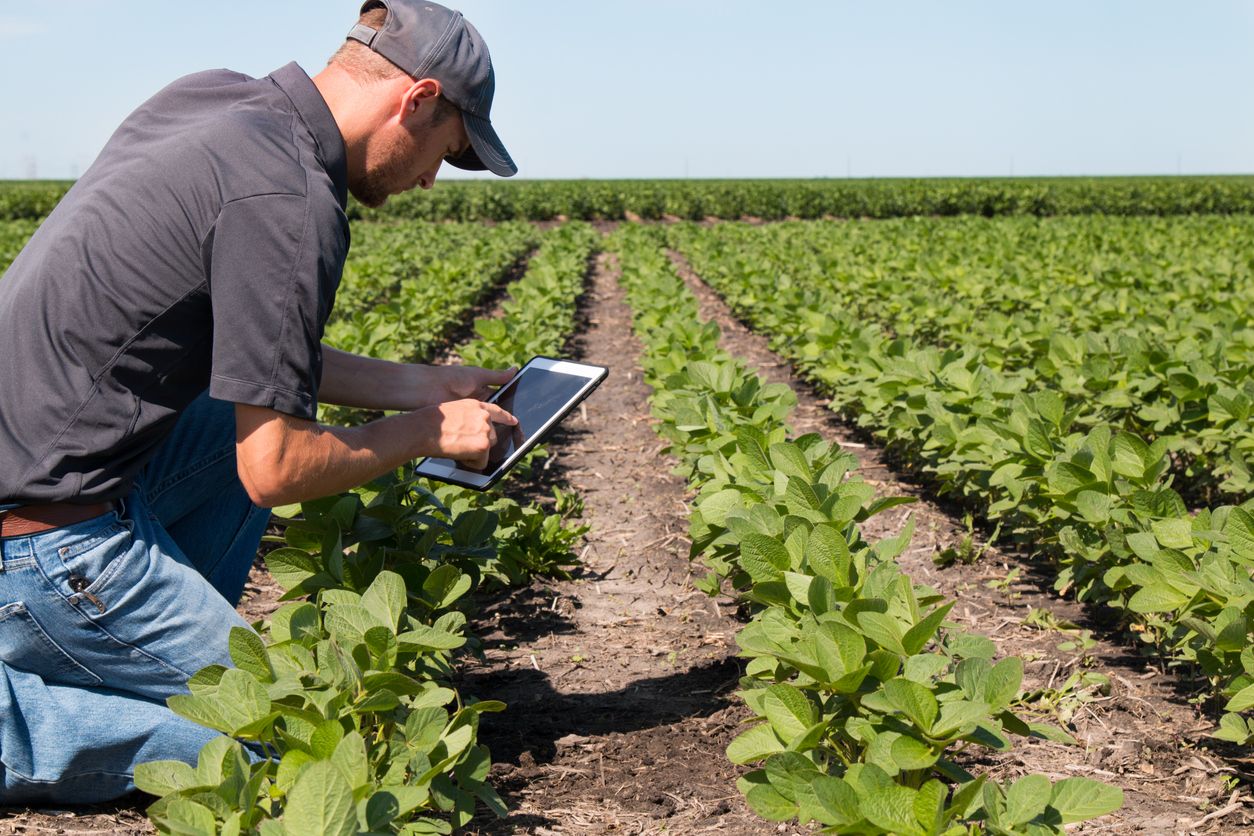 Agronomist using a tablet in an strawberry field