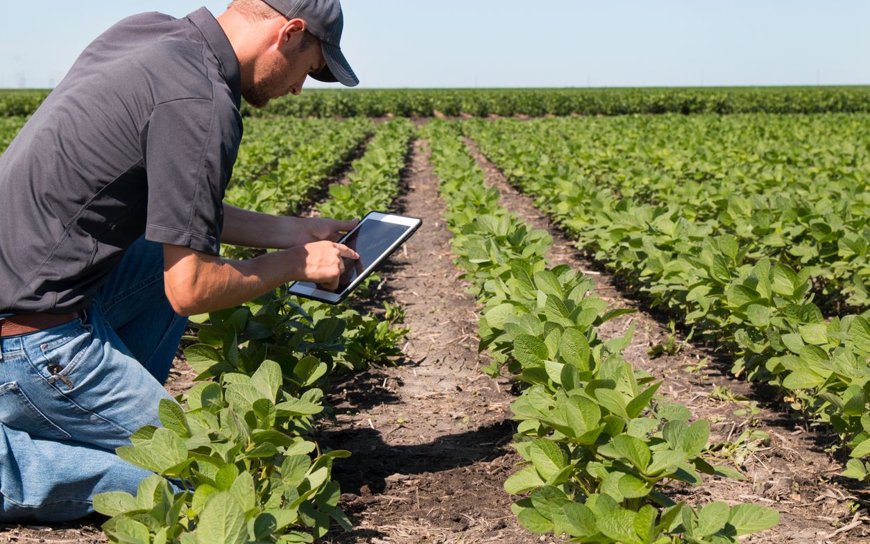 Agronomist using a tablet in an strawberry field