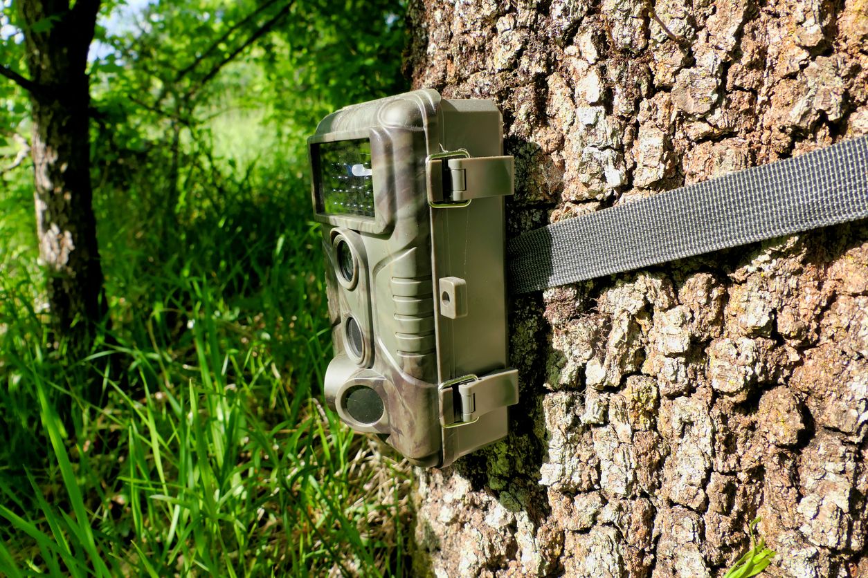 trail camera