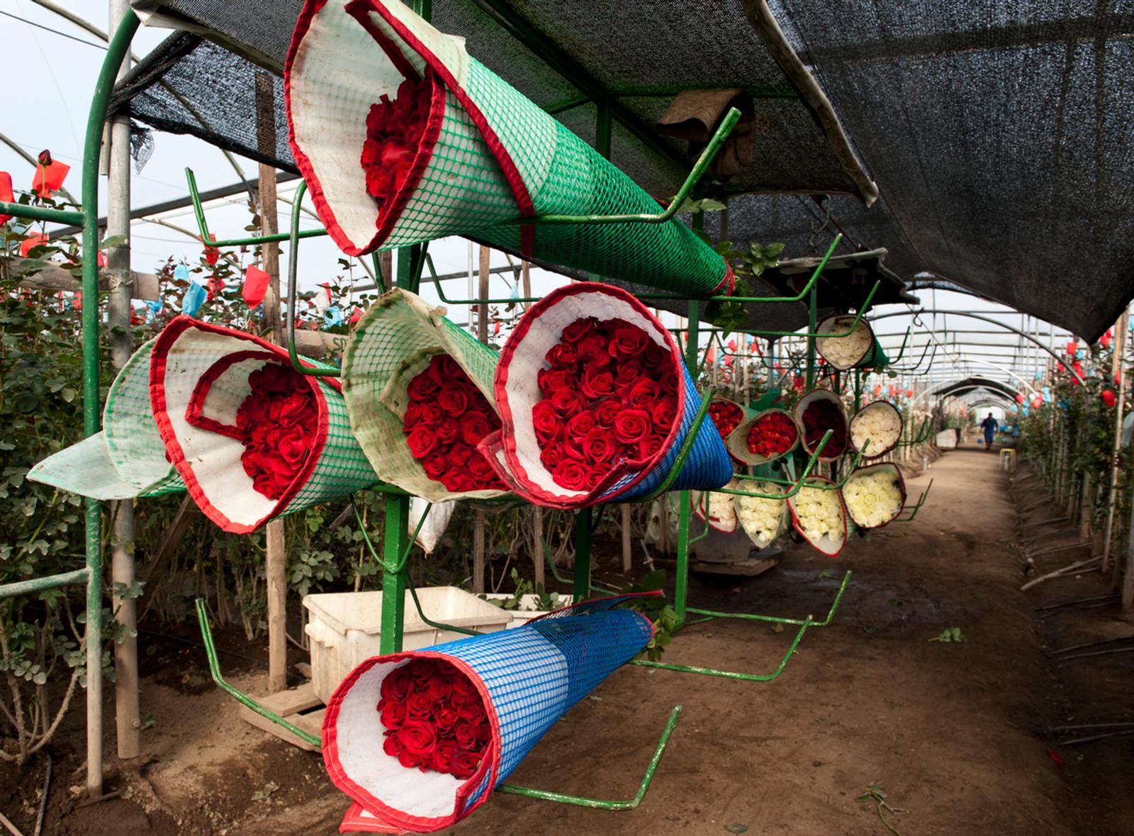 Roses From Ecuador, plantation in Tumbaco, Cayambe, Ecuador, South America