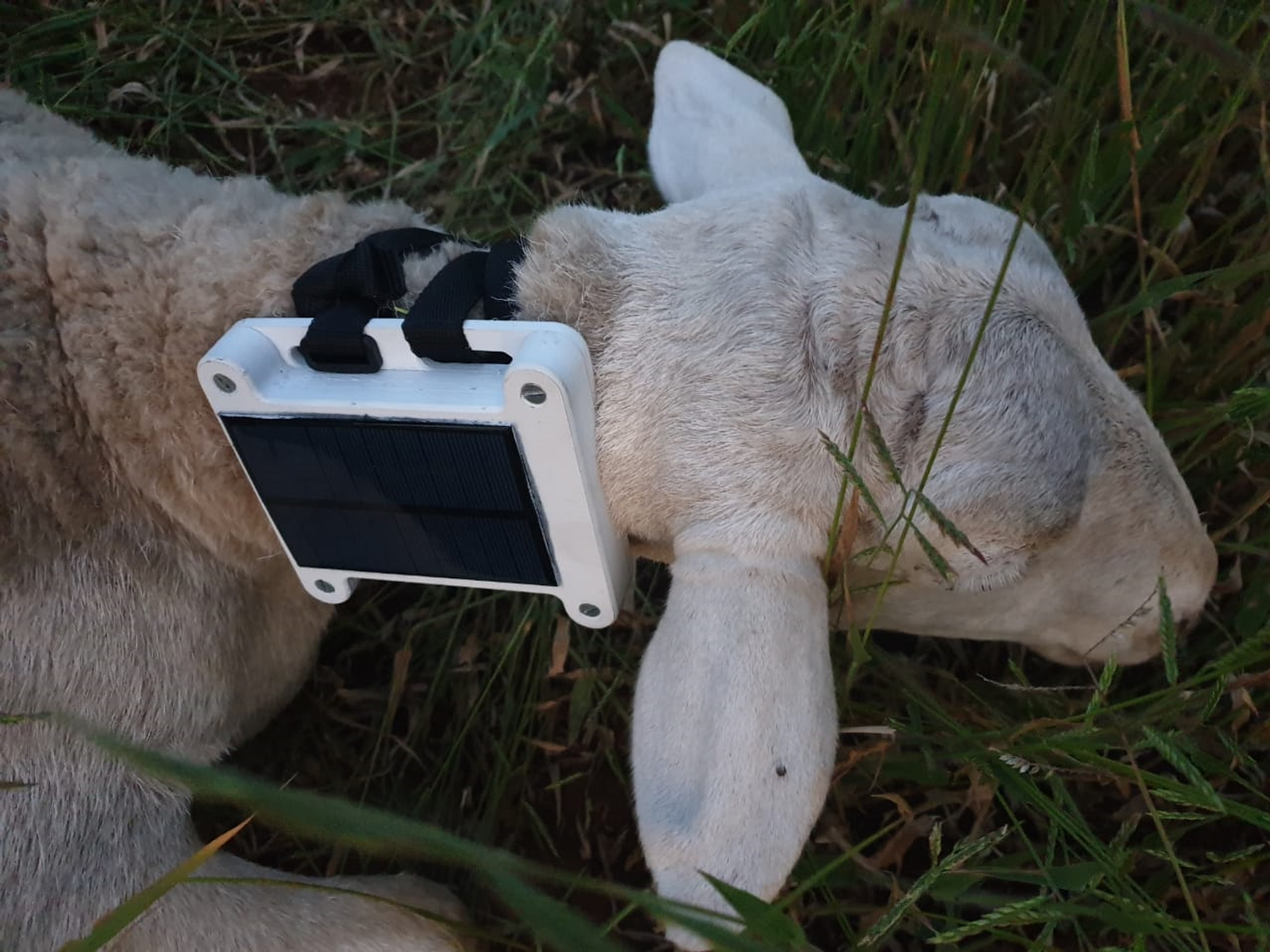 Tracker on sheep