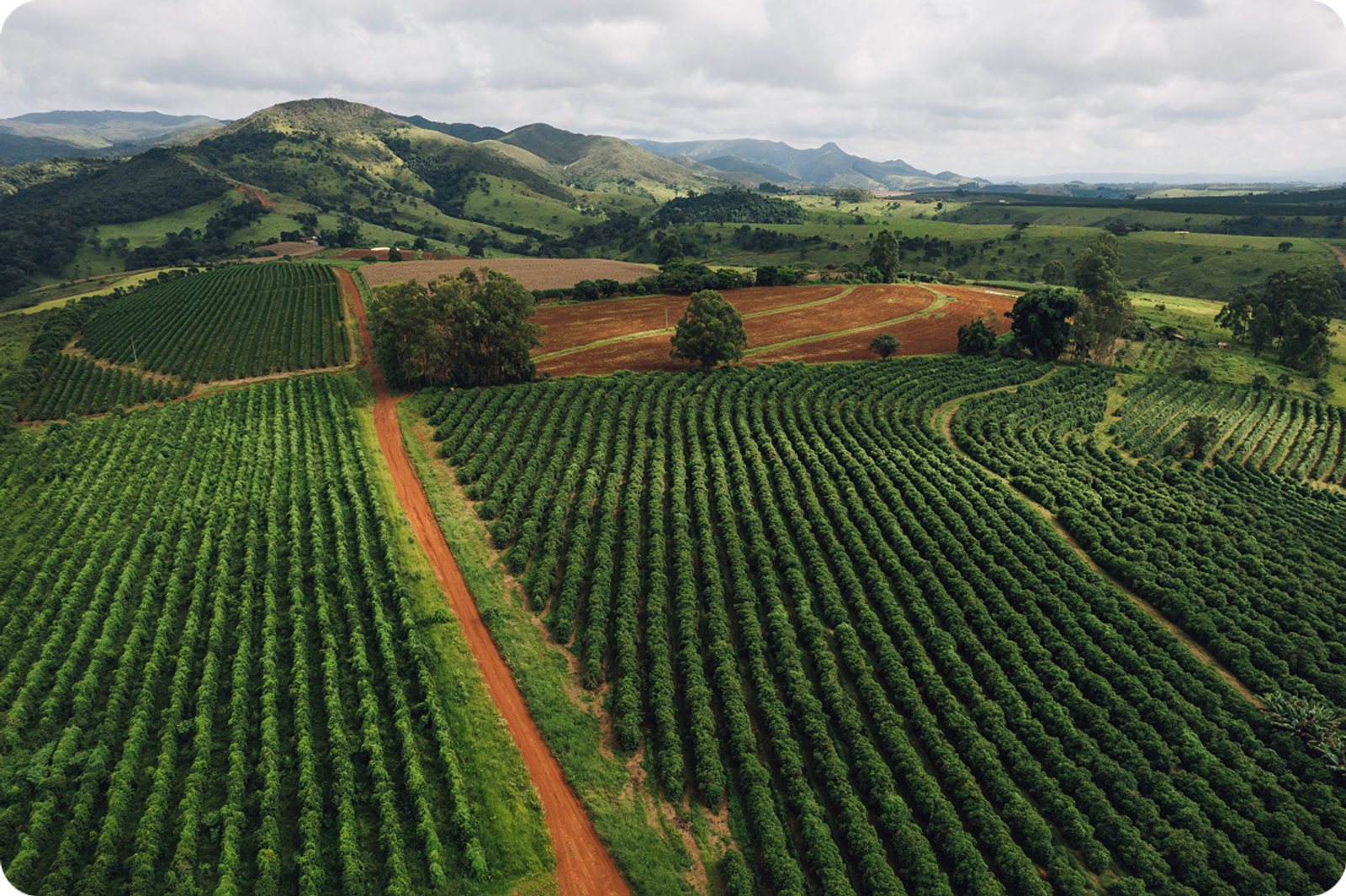 Aerial view of a coffee plantation near hills