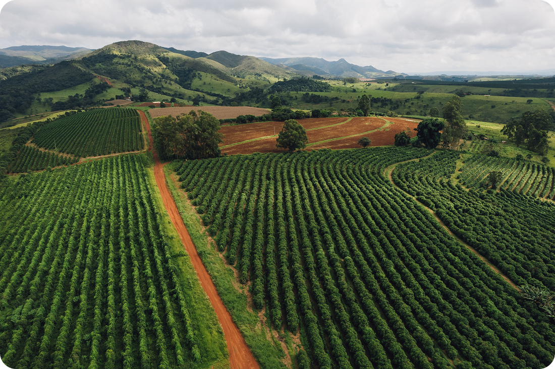 Aerial view of a coffee plantation near hills
