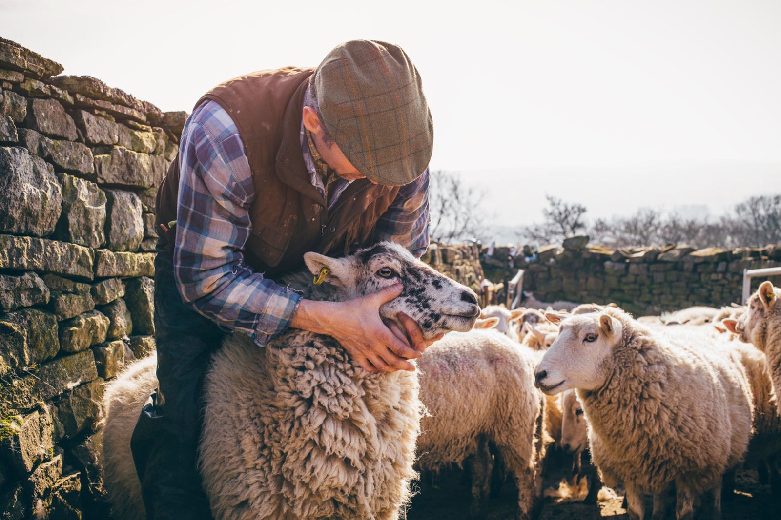 Farmer checking up on his flock of sheep.