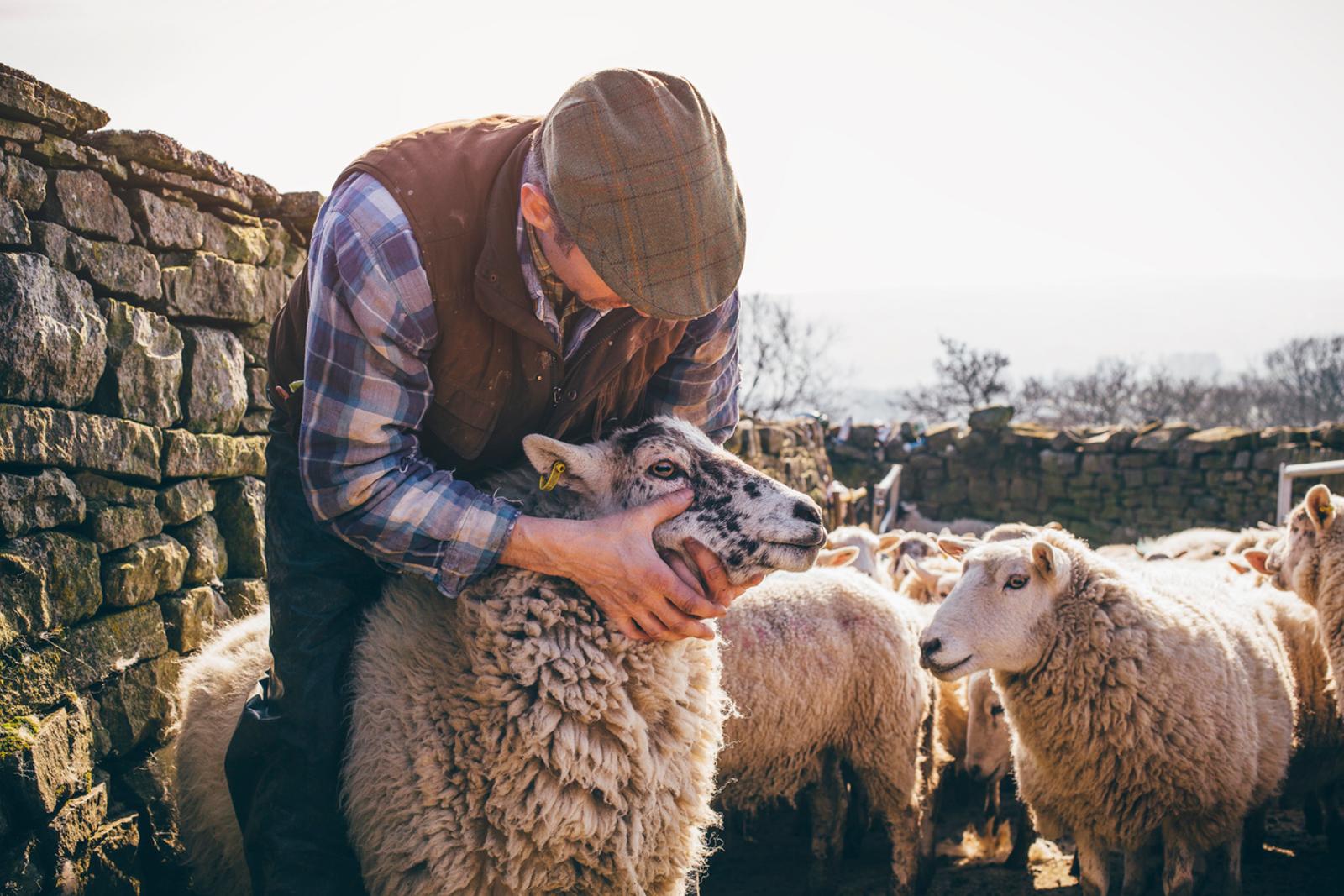 Farmer checking up on his flock of sheep.