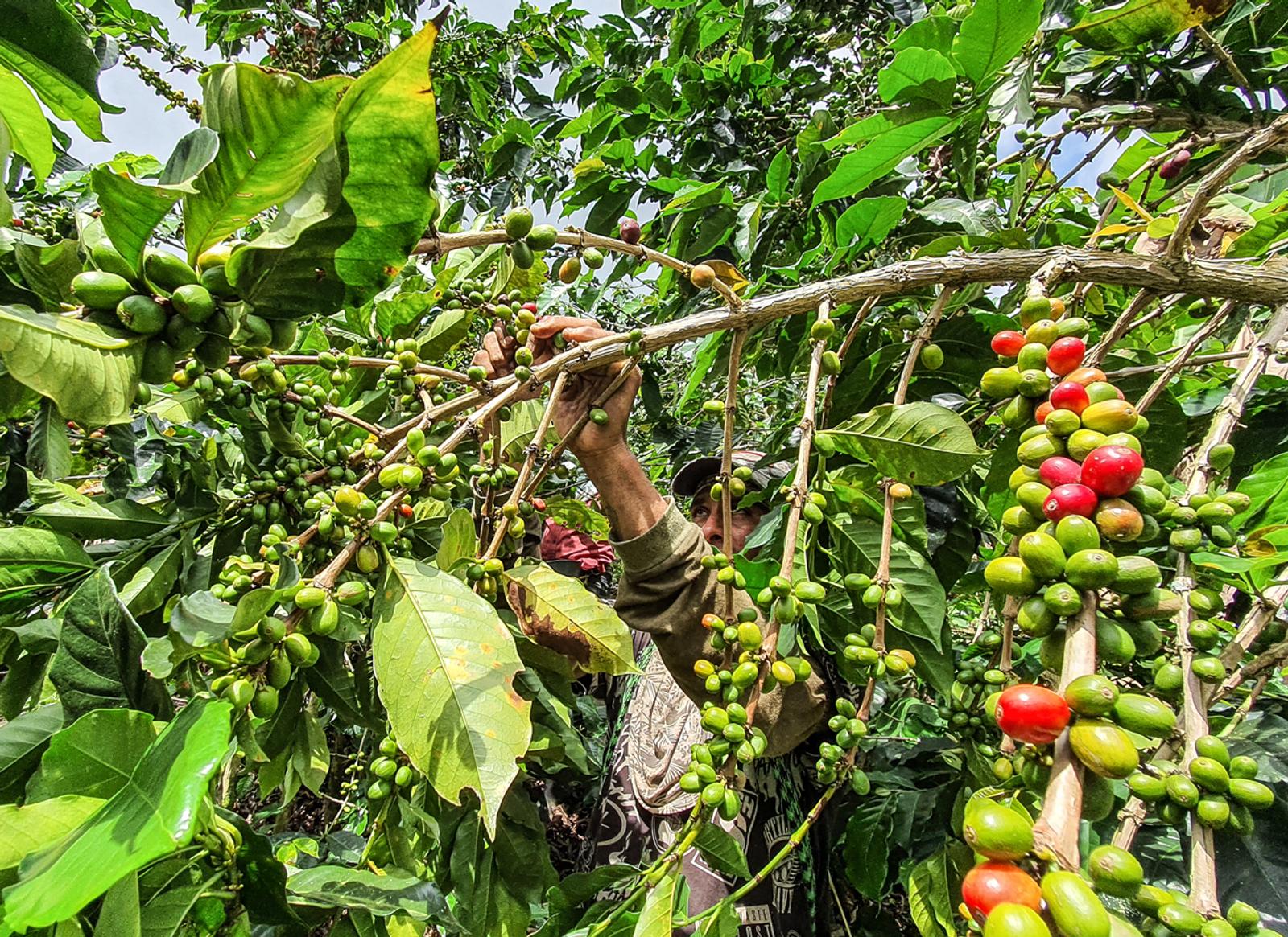 Picking coffee in the coffee farm in Colombia
