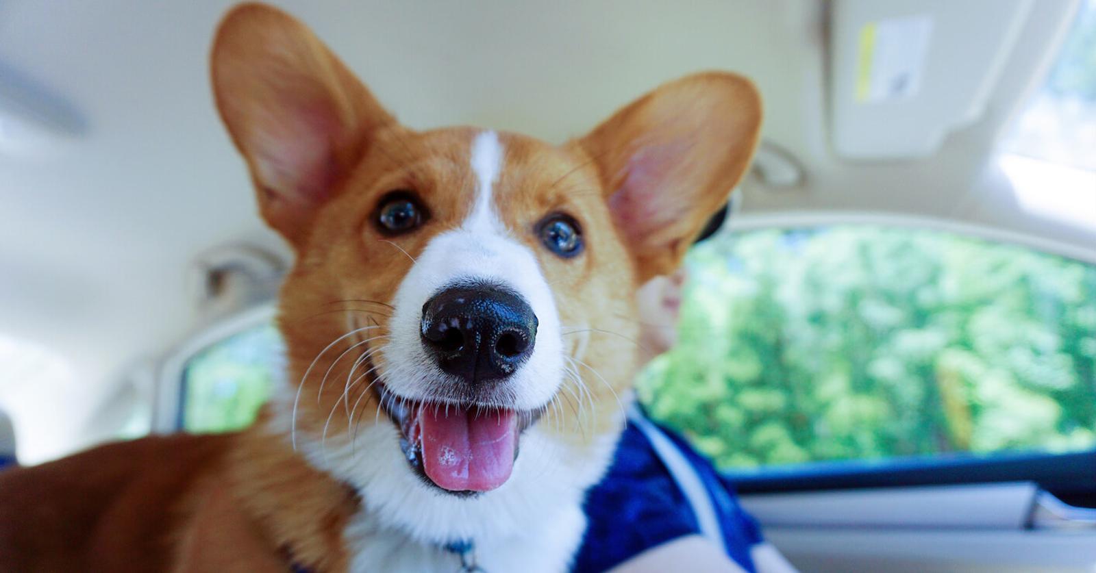 A corgi puppy in a car driving through a forest