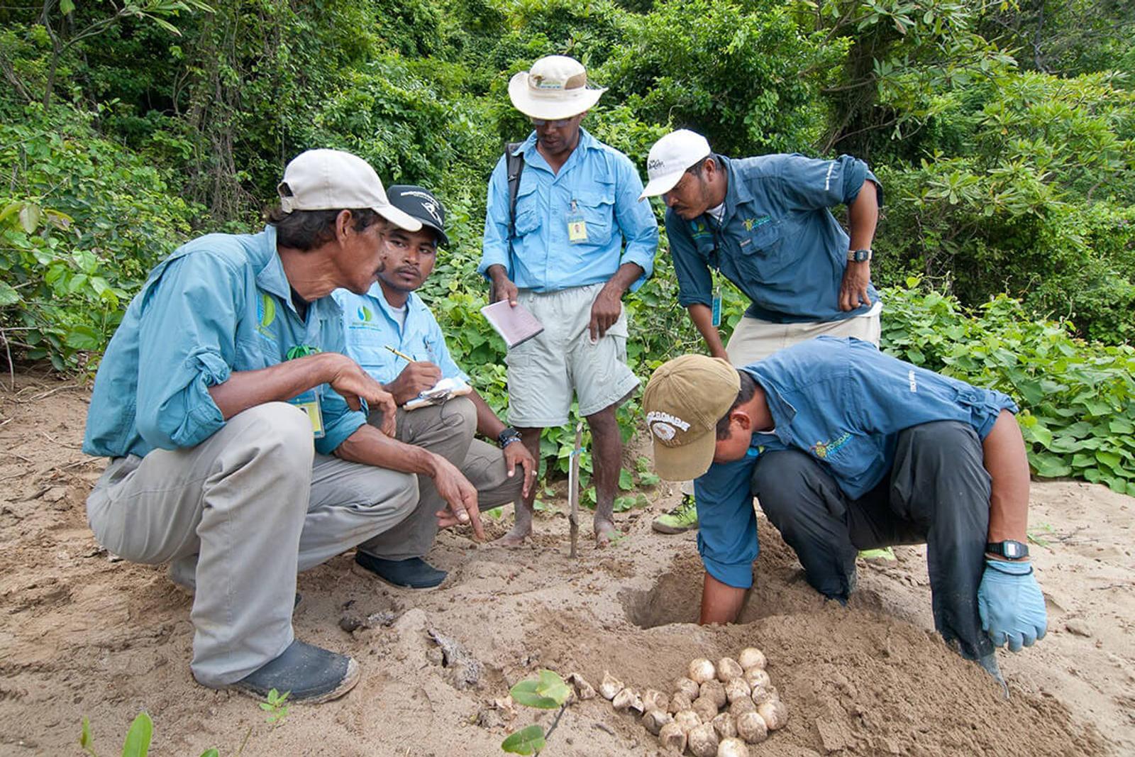 Paso Pacifico uses Hologram to fight poaching of sea turtle eggs.