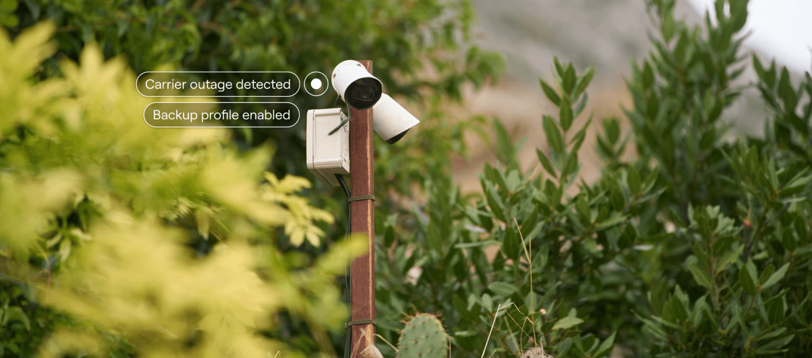 A security camera in the treest