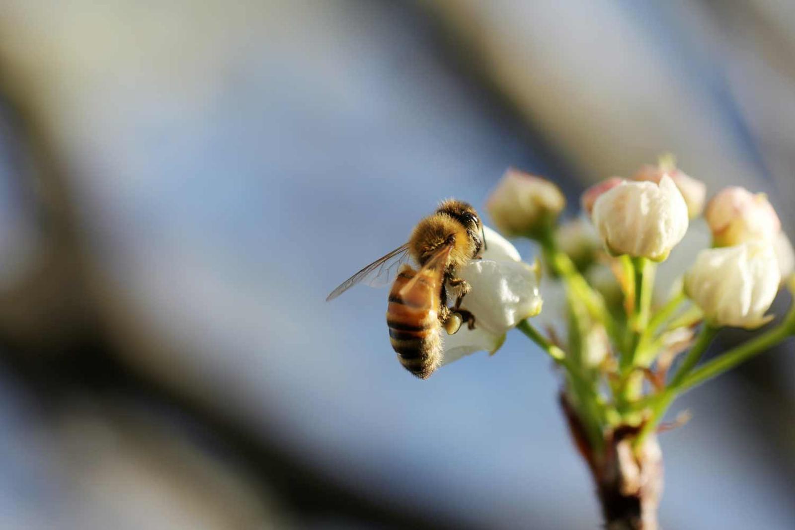 Bee on a flower