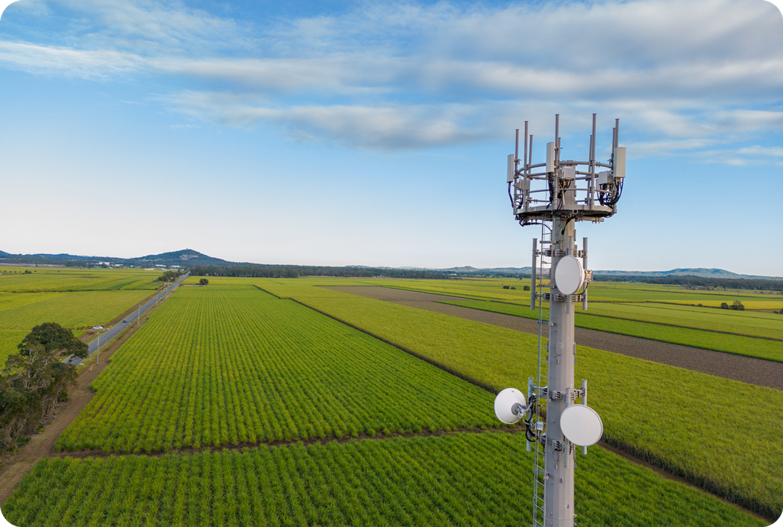5G tower near a sugar cane farm