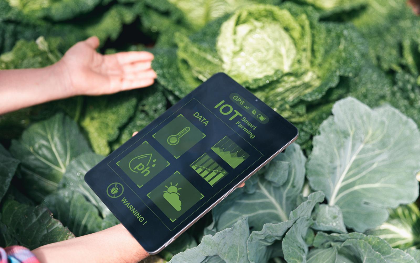 Agriculture technology farmer man using tablet to analysis data and visual icon in Chinese cabbage field