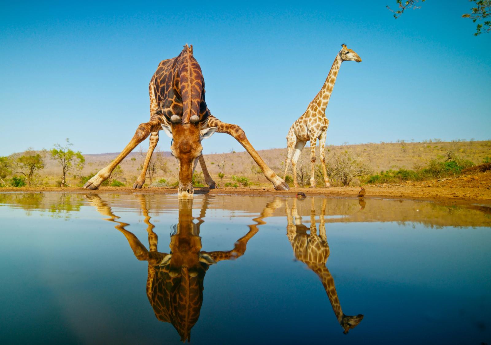 Giraffes at a Waterhole in Southern Africa