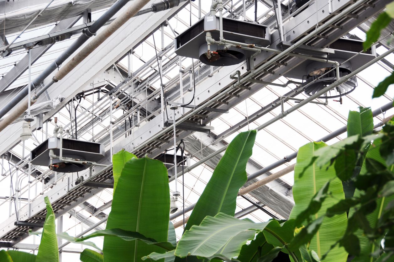 Automated hydroponic farm with a robot arm picking a tomato