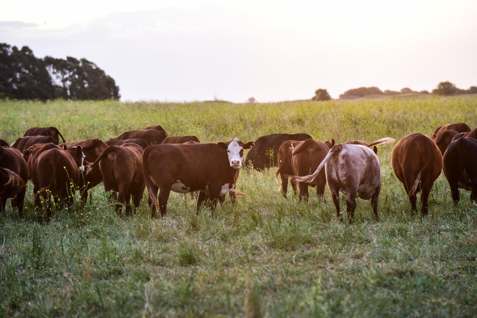 Livestock in field