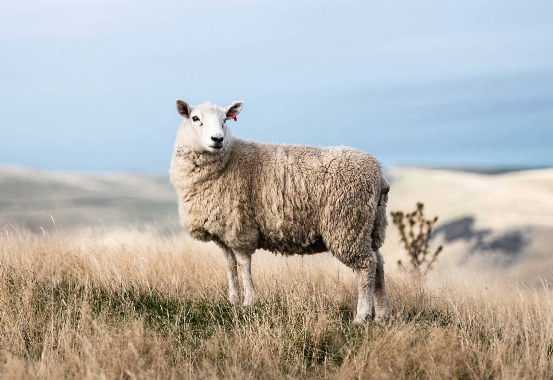 Photo of a sheep in a field