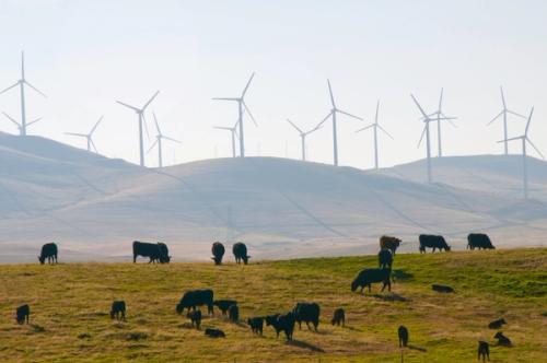 Cattle and wind power in remote field