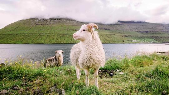sheep on green mountain