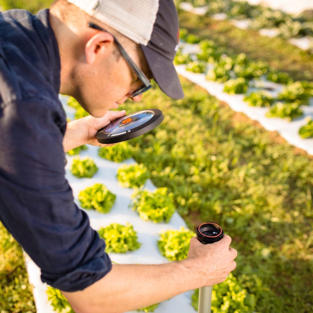 scientist installing sensor into field of crops