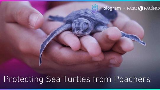 baby sea turtles 
