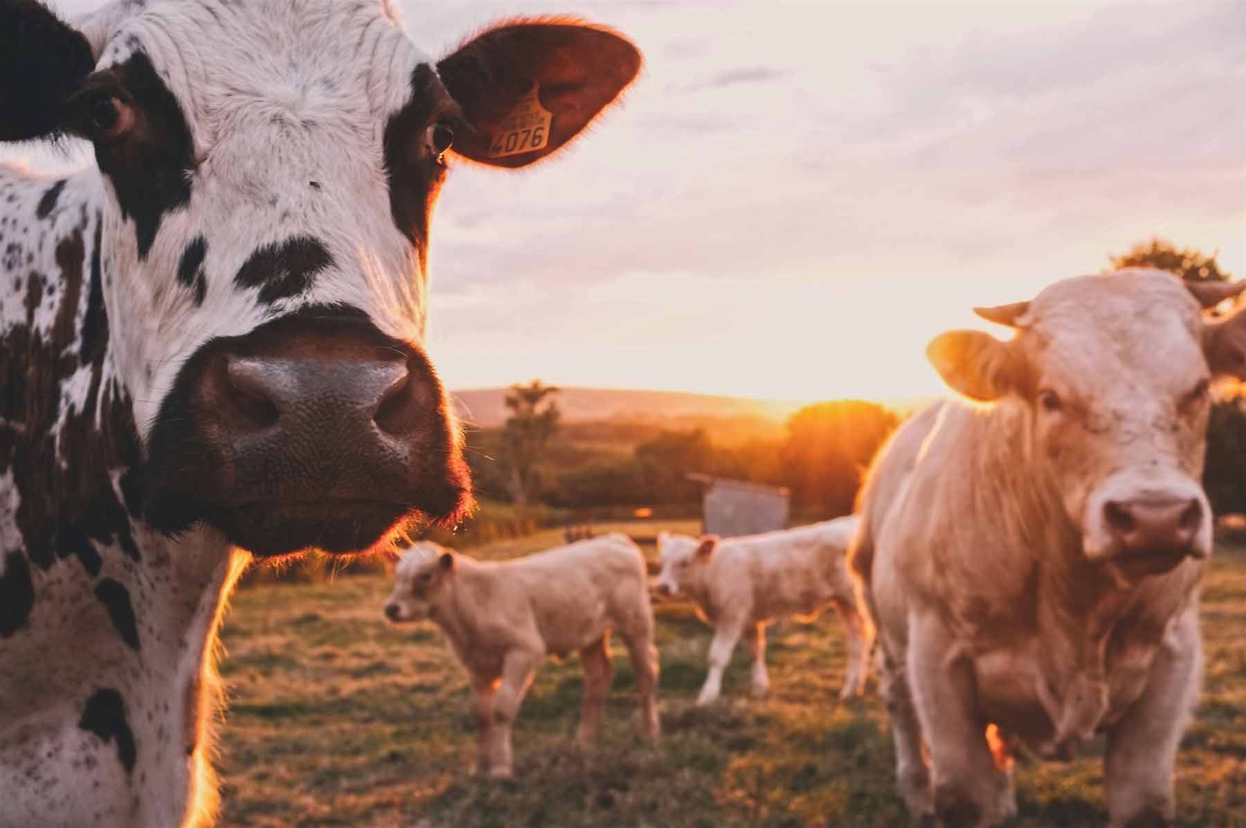 Bunch of cows standing in the sunset
