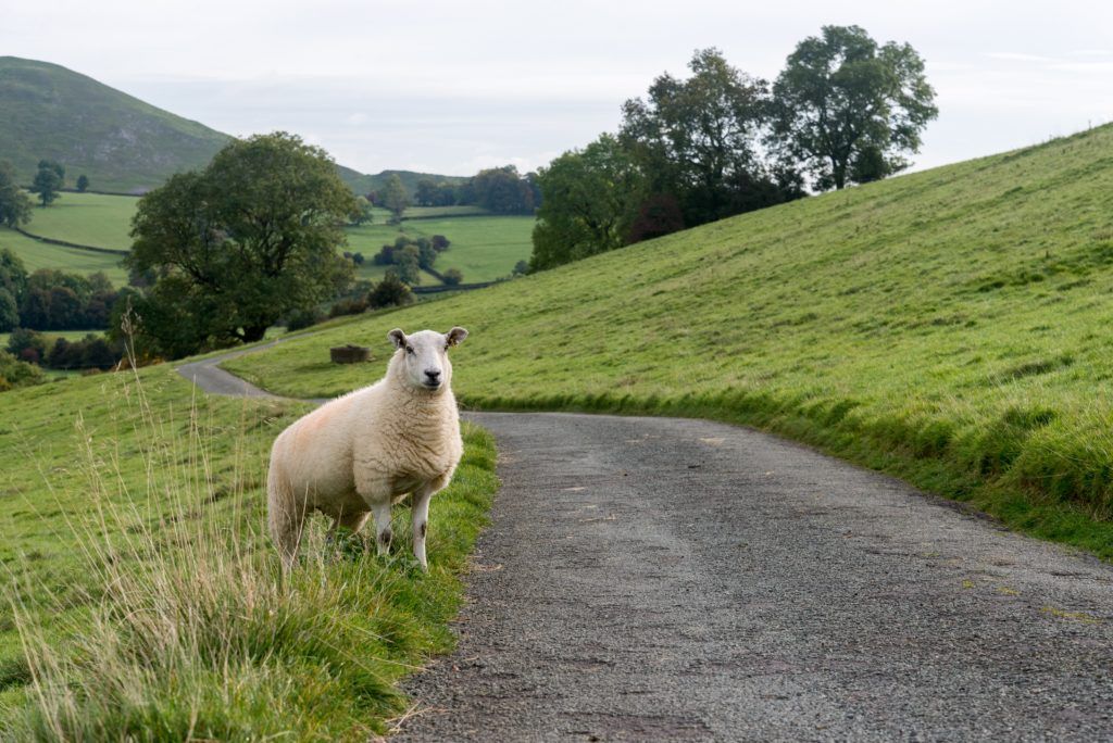 Tracking sheep with IoT