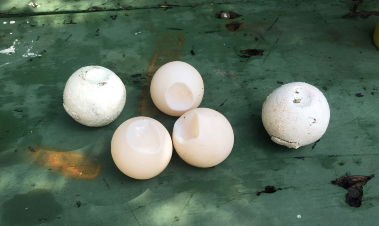InvestEGGator eggs