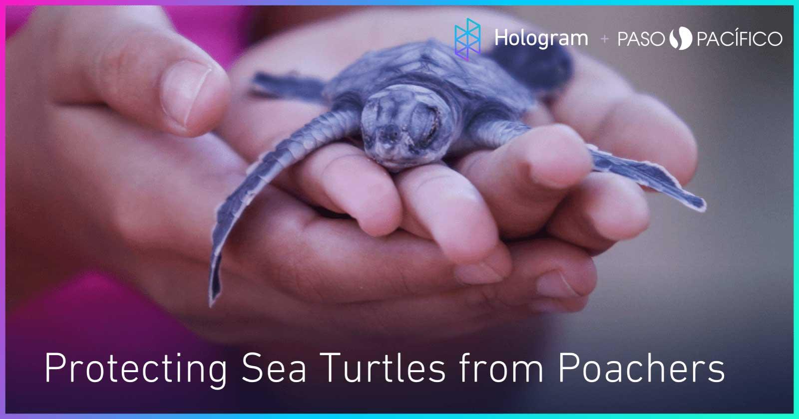 baby sea turtles