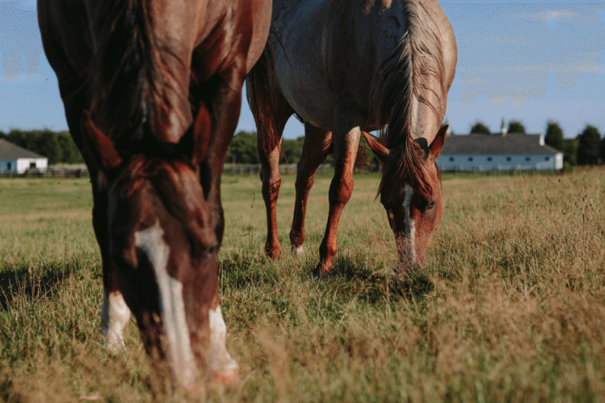 The Ranch mobile link background