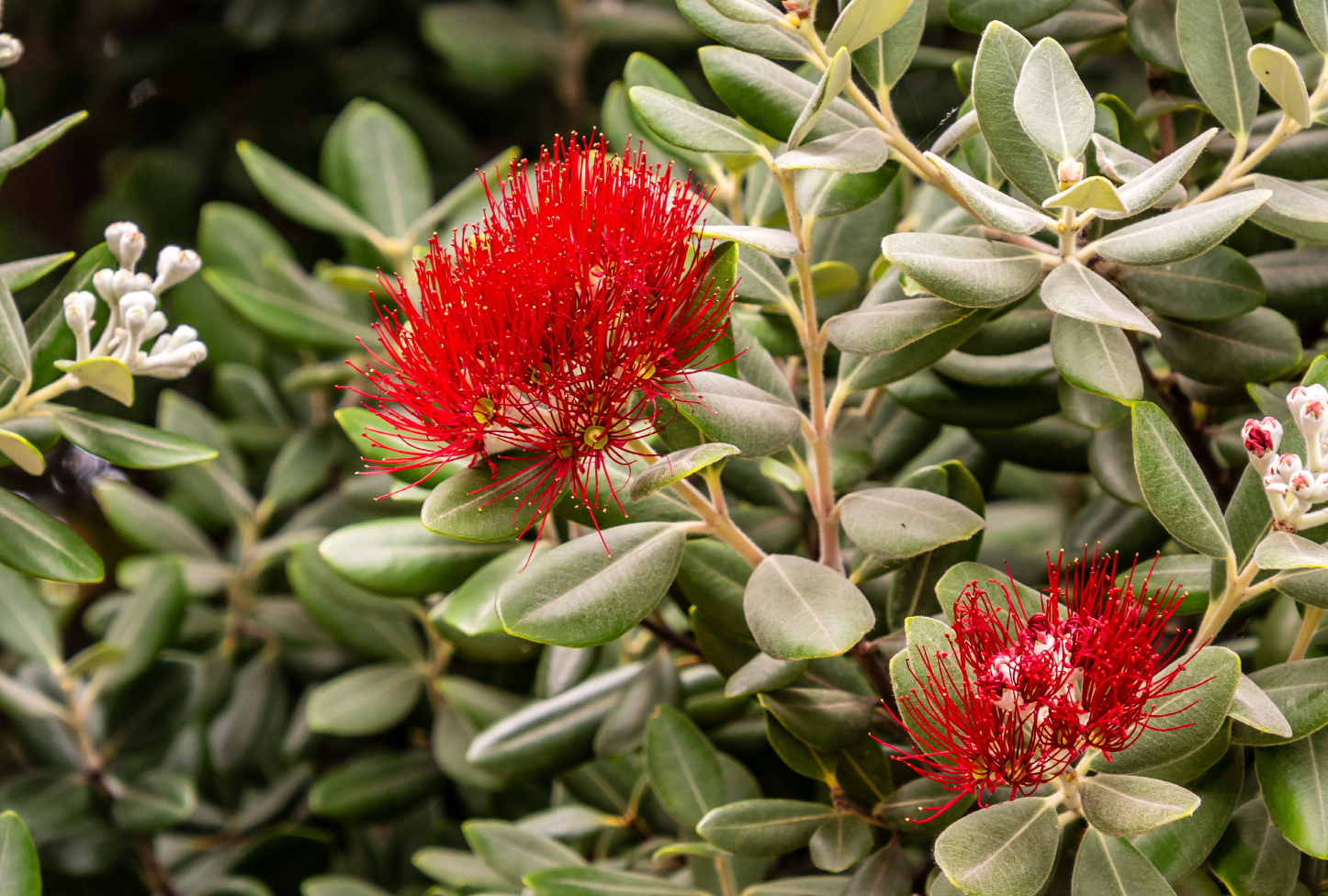 New Zealand's Choice: Funding Our Drug Policy