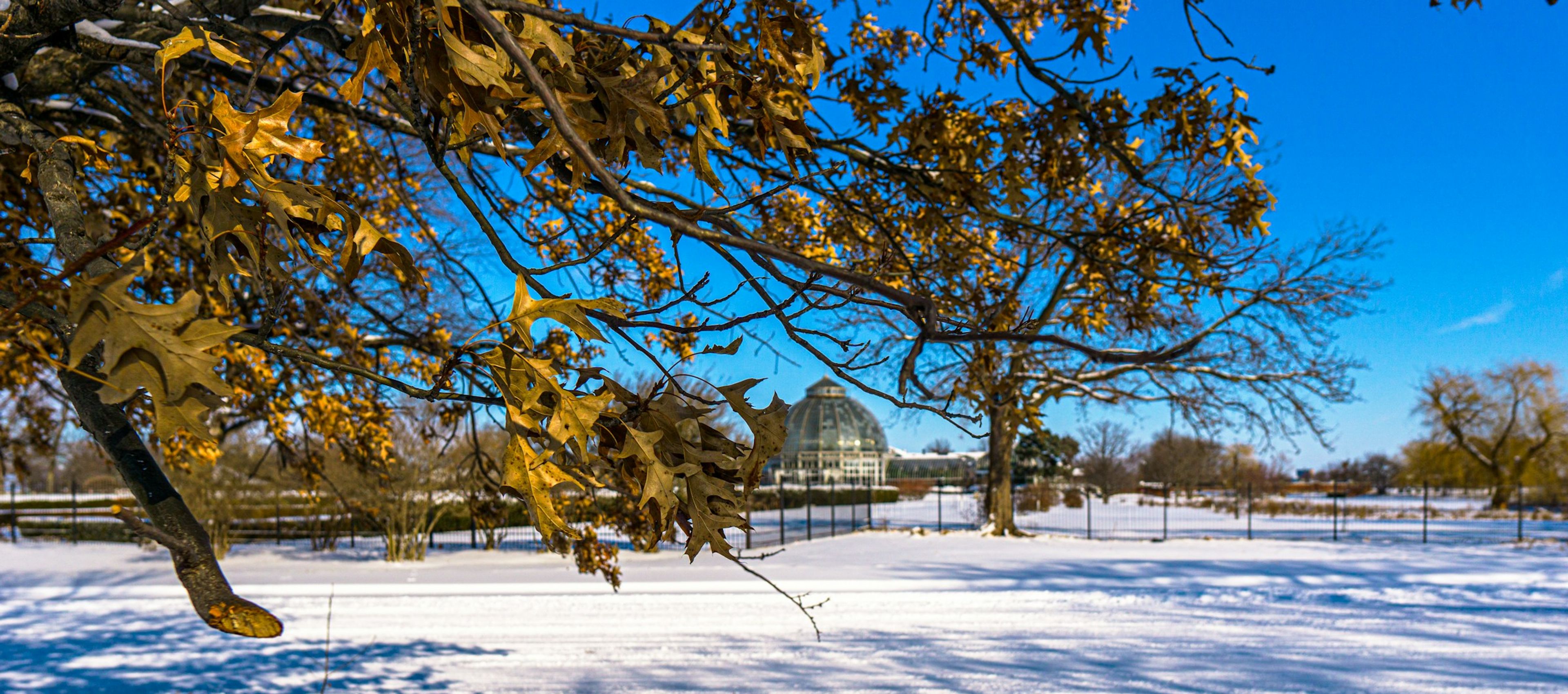 A snowy park under a blue sky
