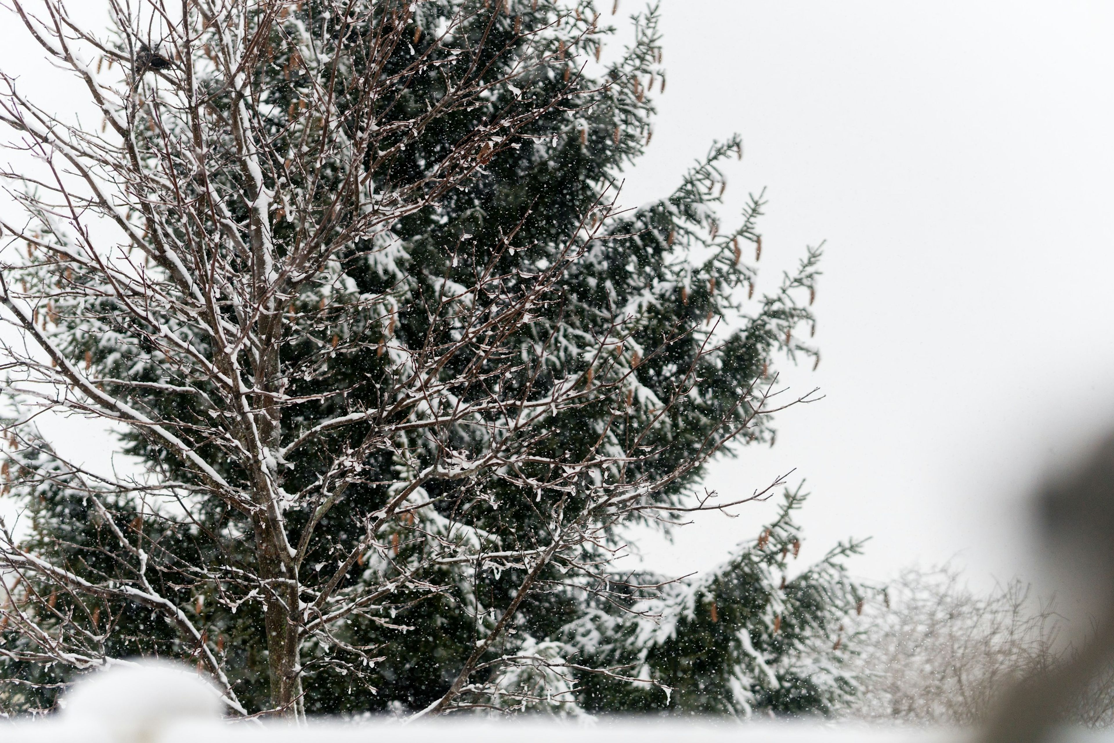 Snow-laden spruce against a white sky